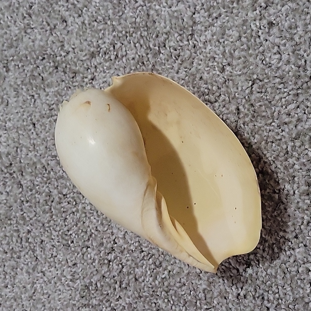 Large Natural Ocean Shell, Melo Broderipii, Huge Striped Shell, Large Tiger Seas